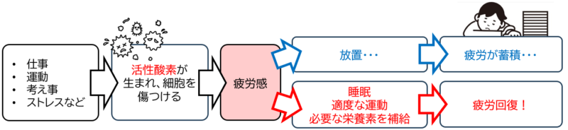 疲労のしくみ